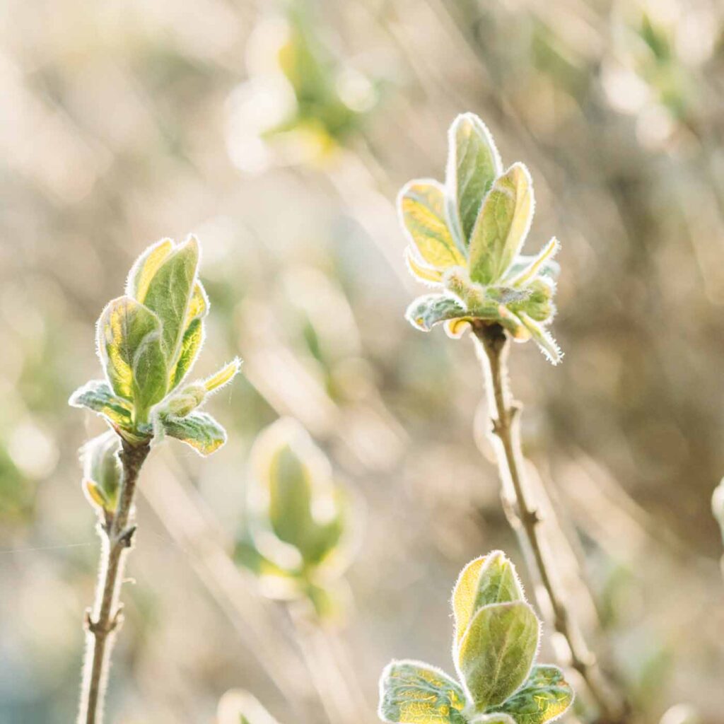 Episode 26: Doing All the Healing Work But Still Not Happy? Reclaim Joy as a Healer Episode 26: Doing All the Healing Work But Still Not Happy? Reclaim Joy as a Healer